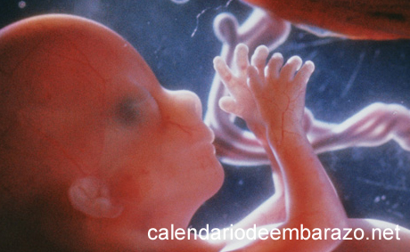 Cuarto mes de embarazo (13 a 17 semanas)