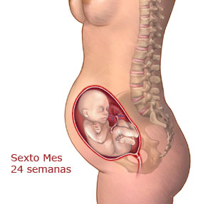 6 mes de embarazo